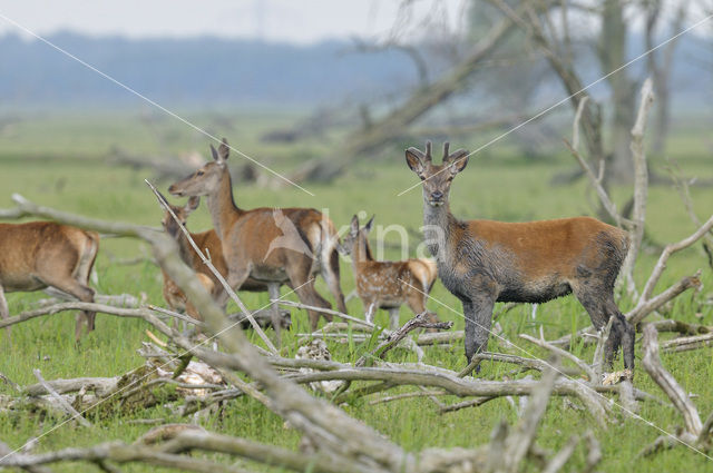 Edelhert (Cervus elaphus)