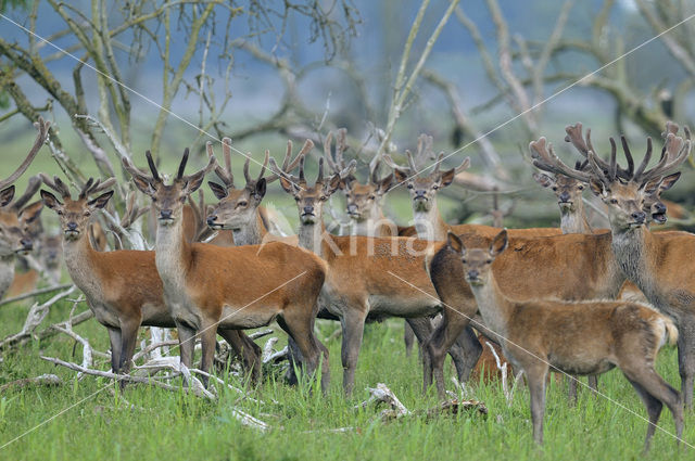 Edelhert (Cervus elaphus)