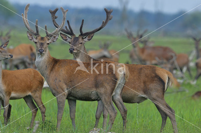 Edelhert (Cervus elaphus)