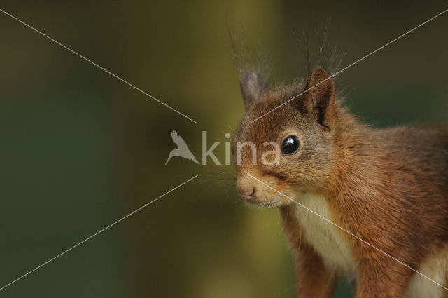 Eekhoorn (Sciurus vulgaris)