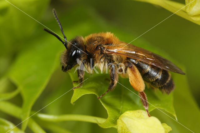 Eikenzandbij (Andrena ferox)