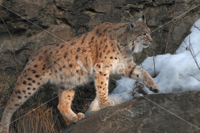 Euraziatische lynx (Lynx lynx)