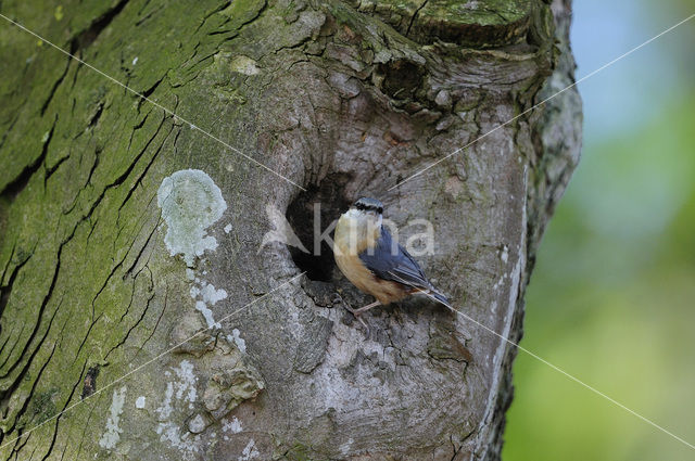 Europese Boomklever (Sitta europaea)