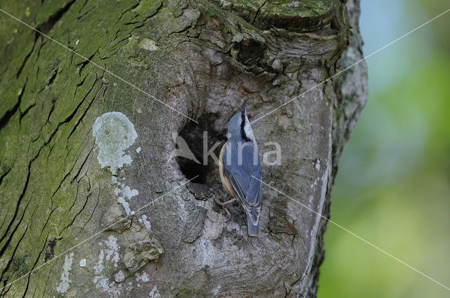 Europese Boomklever (Sitta europaea)