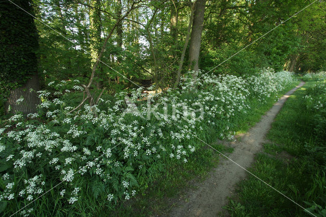 Fluitekruid (Anthriscus sylvestris)