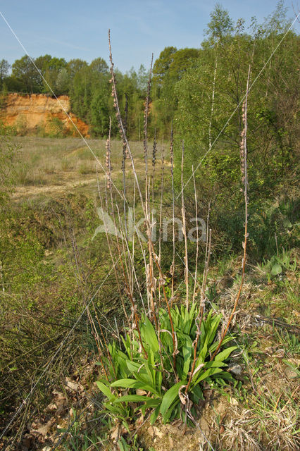 Geel vingerhoedskruid (Digitalis lutea)