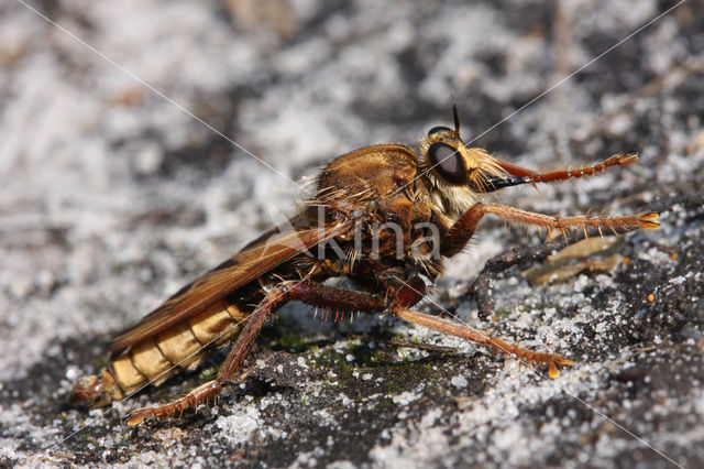 Geelbaardroofvlieg (Eutolmus rufibarbis)