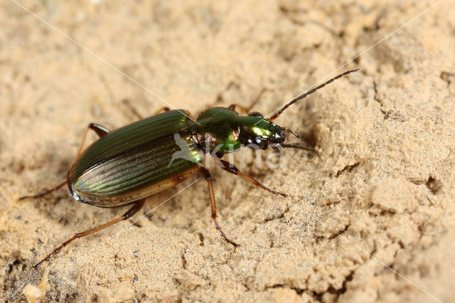 Geelrandsnelloper (Agonum marginatum)