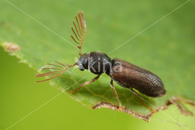 Gekamde houtwormkever (Ptilinus pectinicornis)