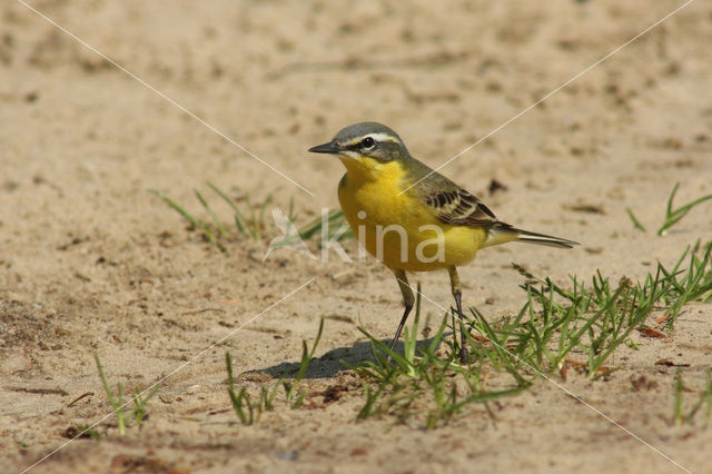 Gele Kwikstaart (Motacilla flava)