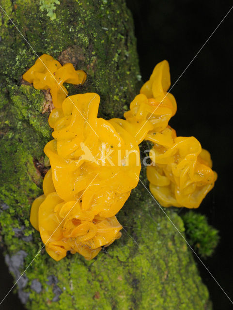 Gele trilzwam (Tremella mesenterica)