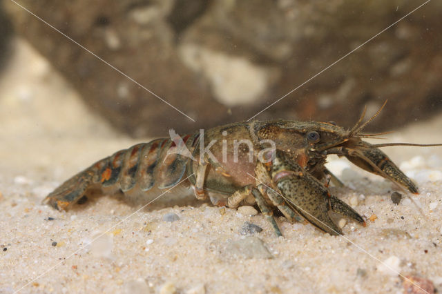 Gevlekte Amerikaanse rivierkreeft (Orconectes limosus)