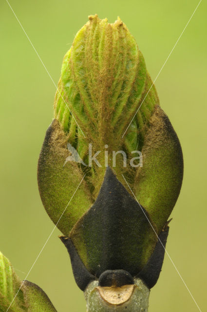 Ash (Fraxinus excelsior)