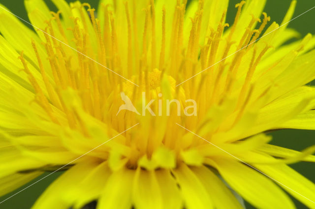 Gewone paardenbloem (Taraxacum officinale)