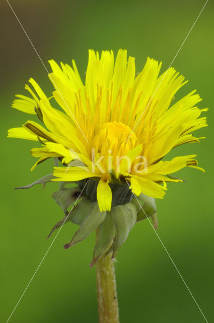 Gewone paardenbloem (Taraxacum officinale)