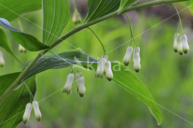 Gewone salomonszegel (Polygonatum multiflorum)