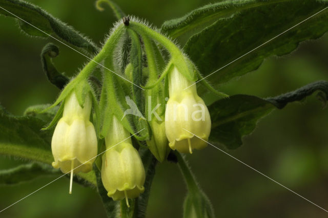 Gewone smeerwortel (Symphytum officinale)