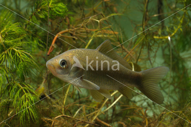 Prussian carp (Carassius gibelio)