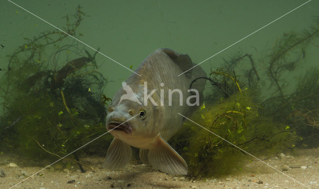 Giebel (Carassius gibelio)