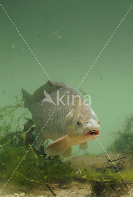 Giebel (Carassius gibelio)