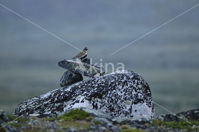 Goudplevier (Pluvialis apricaria)