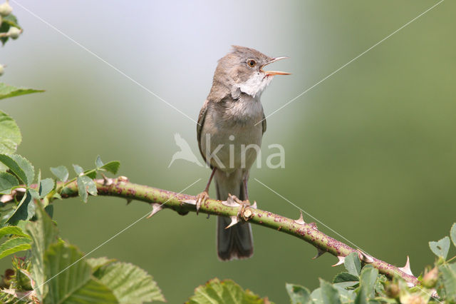 Grasmus (Sylvia communis)