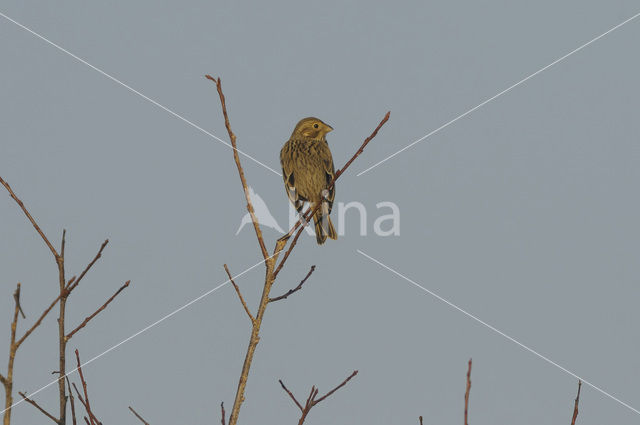 Grauwe Gors (Miliaria calandra)