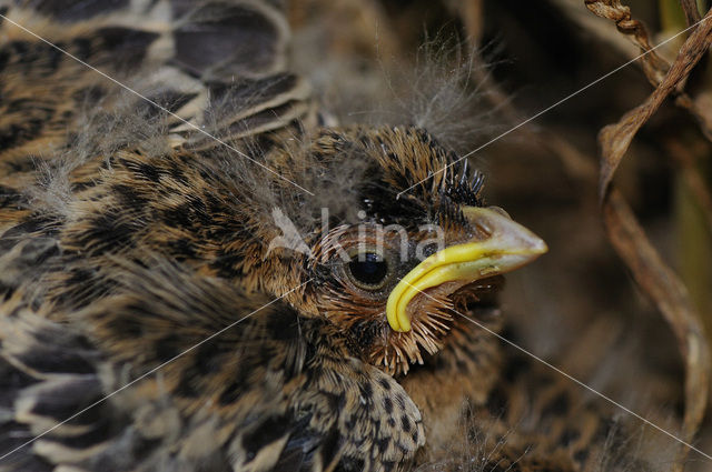 Grauwe Gors (Miliaria calandra)