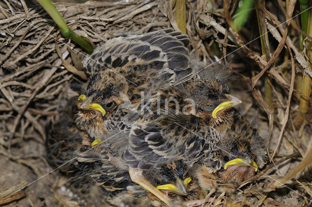 Grauwe Gors (Miliaria calandra)