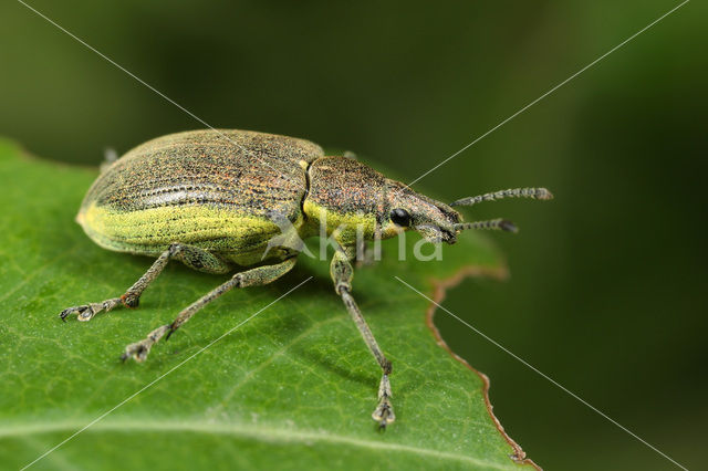 Groene distelsnuitkever (Chlorophanus viridis)