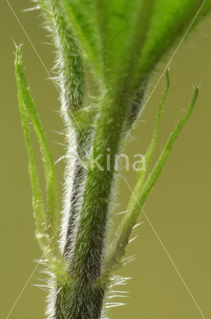 Grote brandnetel (Urtica dioica)