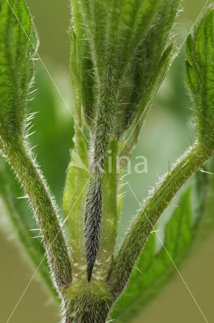 Grote brandnetel (Urtica dioica)