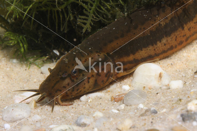 Weatherfish (Misgurnus fossilis)