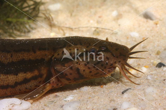 Weatherfish (Misgurnus fossilis)