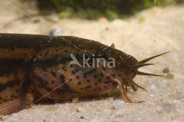 Weatherfish (Misgurnus fossilis)