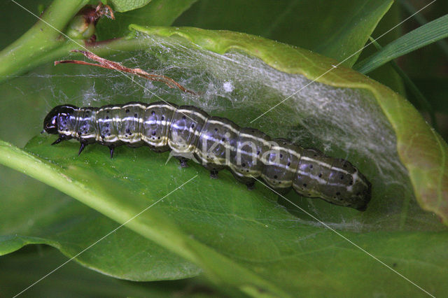 Grote wintervlinder (Erannis defoliaria)