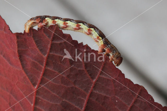 Mottled Umber (Erannis defoliaria)