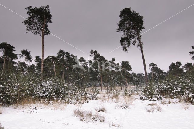 Grove den (Pinus sylvestris)