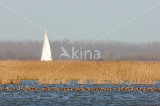 Grutto (Limosa limosa)