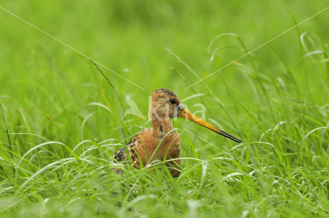 Grutto (Limosa limosa)