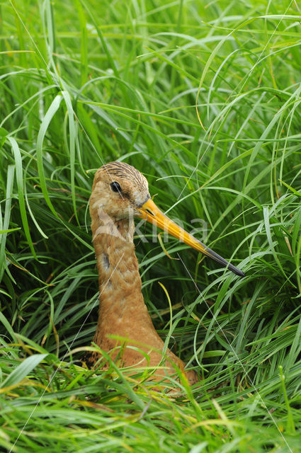 Grutto (Limosa limosa)