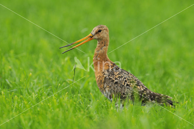 Grutto (Limosa limosa)