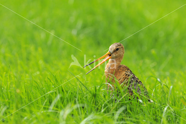 Grutto (Limosa limosa)