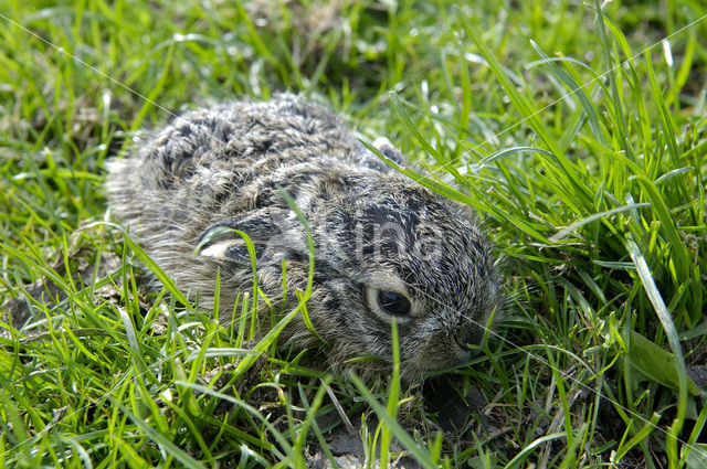 Brown Hare (Lepus europaeus)