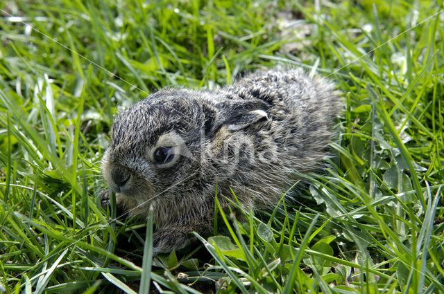 Haas (Lepus europaeus)