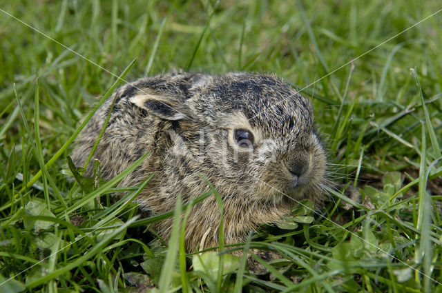 Haas (Lepus europaeus)