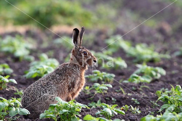 Haas (Lepus europaeus)