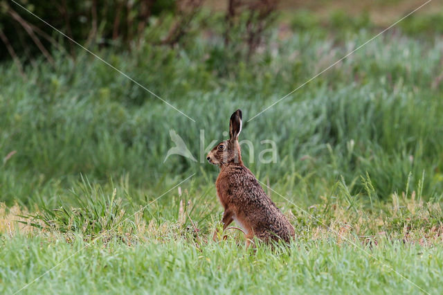 Haas (Lepus europaeus)