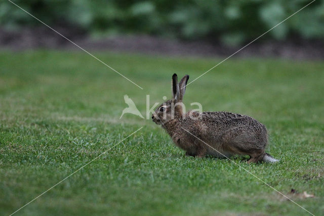 Haas (Lepus europaeus)