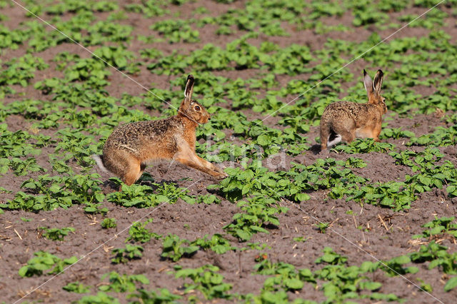 Haas (Lepus europaeus)